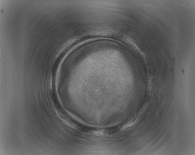 X0000083650068200703121756