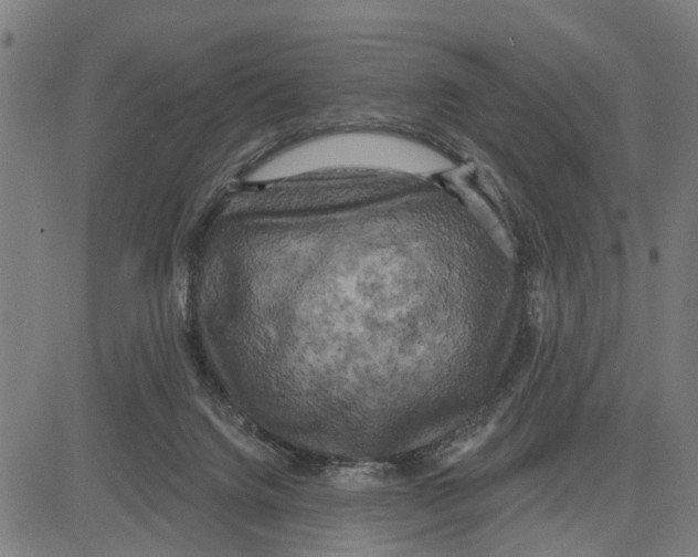 X0000083650072200703121756