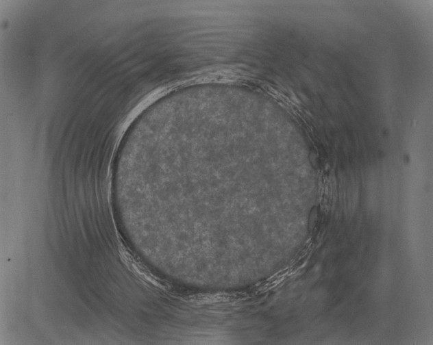 X0000083650100200703121756