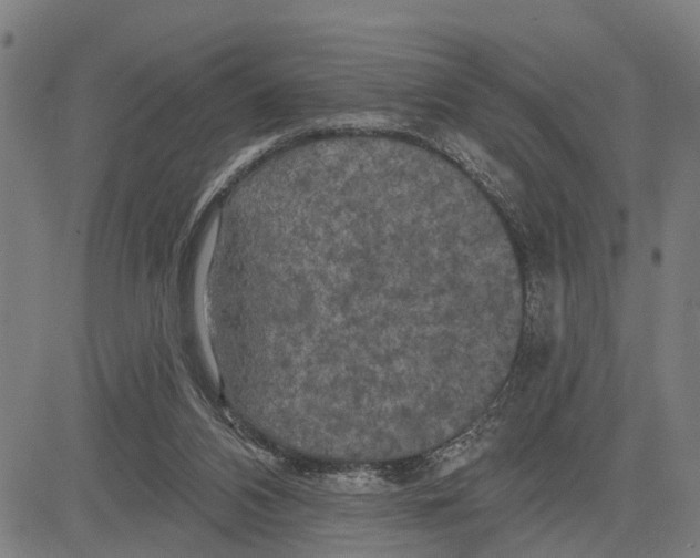 X0000083650112200703121755