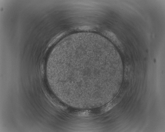 X0000083650116200703121755