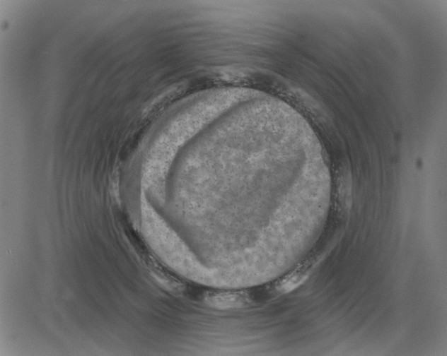 X0000083650129200703121755