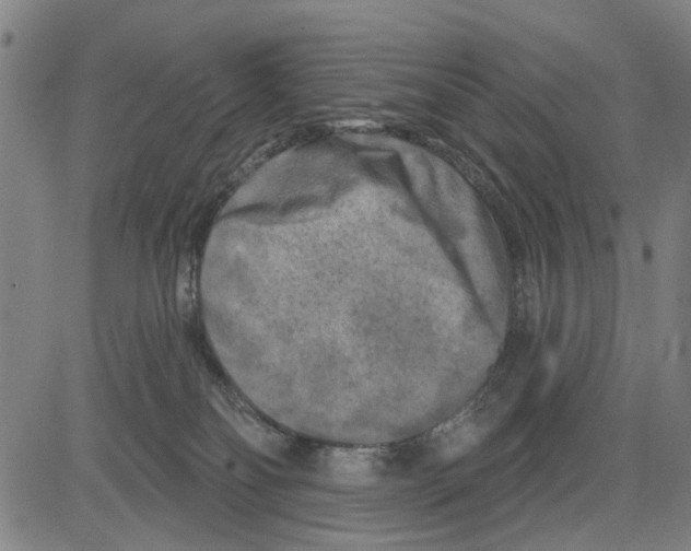 X0000083650134200703121755