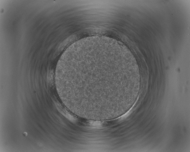 X0000083650144200703121755