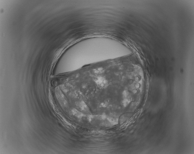 X0000083650145200703121754