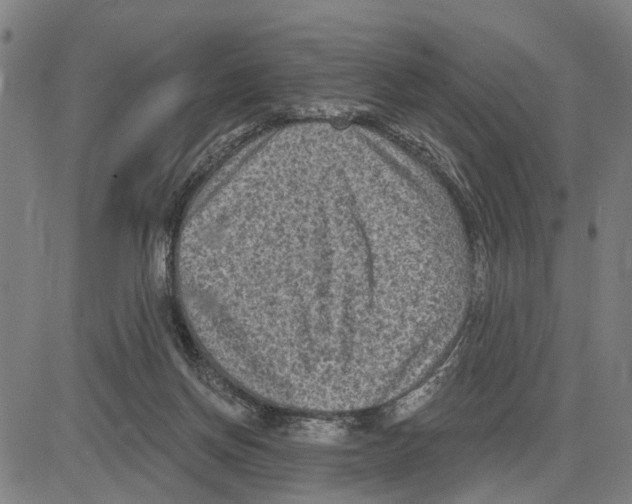 X0000083650166200703121754