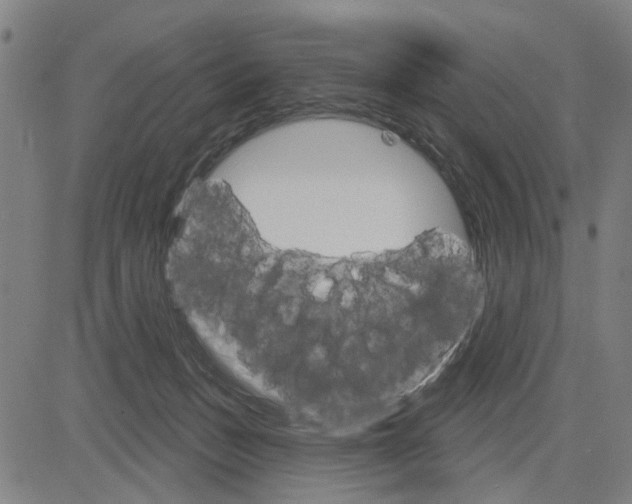 X0000083650175200703121755