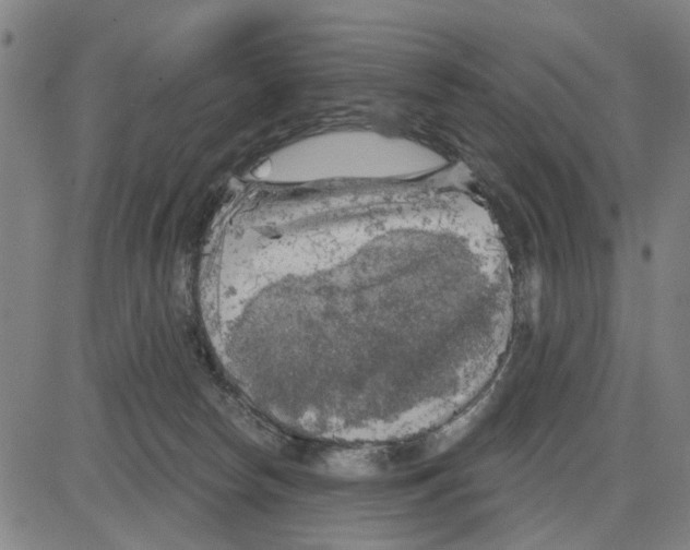 X0000083650178200703121755