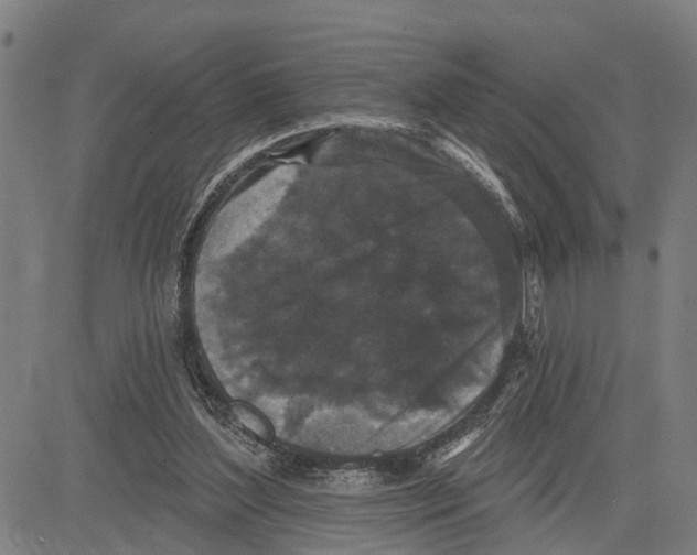 X0000083650204200703121754