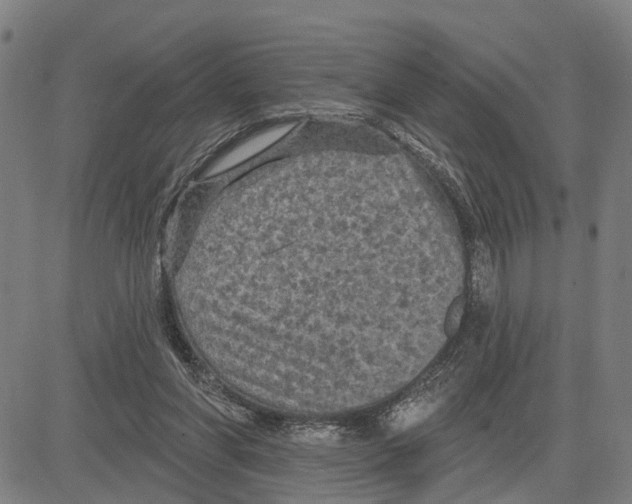 X0000083650206200703121754