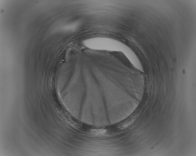 X0000083650266200703121753