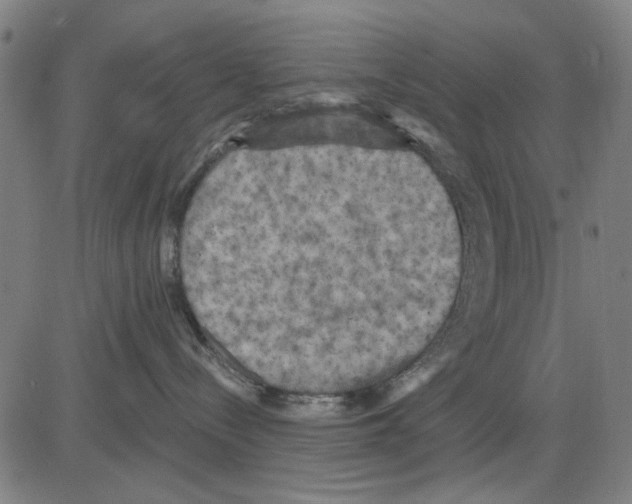 X0000083650288200703121753