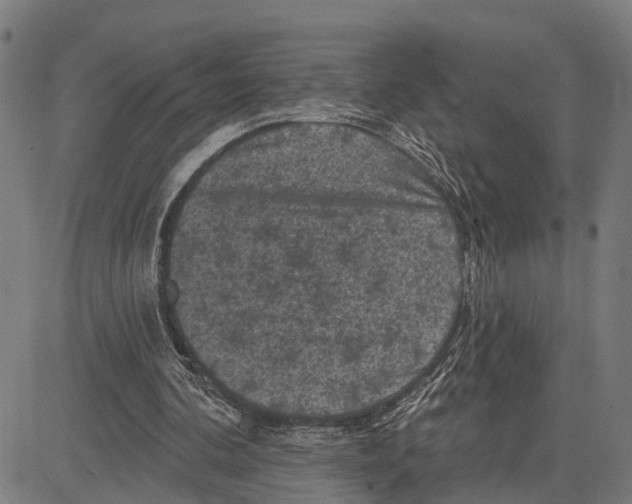 X0000083650292200703121752