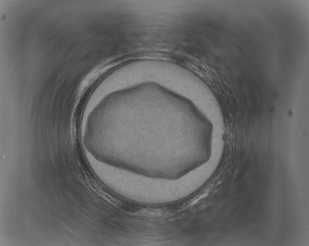 X0000083650294200703121752