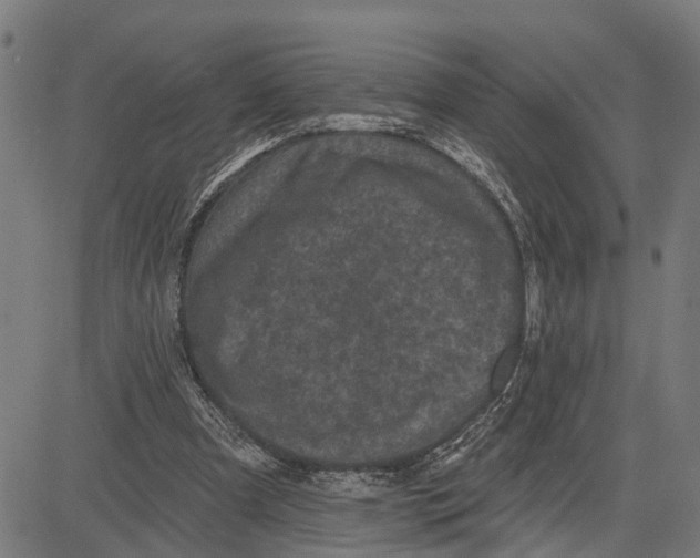 X0000083650297200703121752