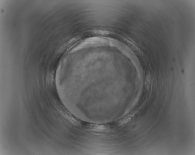 X0000083650330200703121752