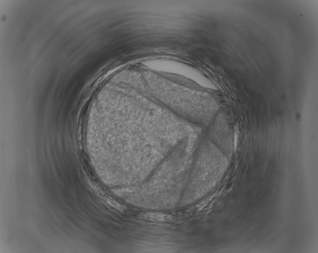 X0000083650339200703121751