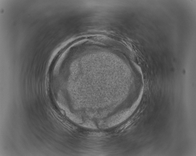 X0000083650342200703121751