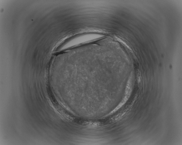 X0000083650352200703121751