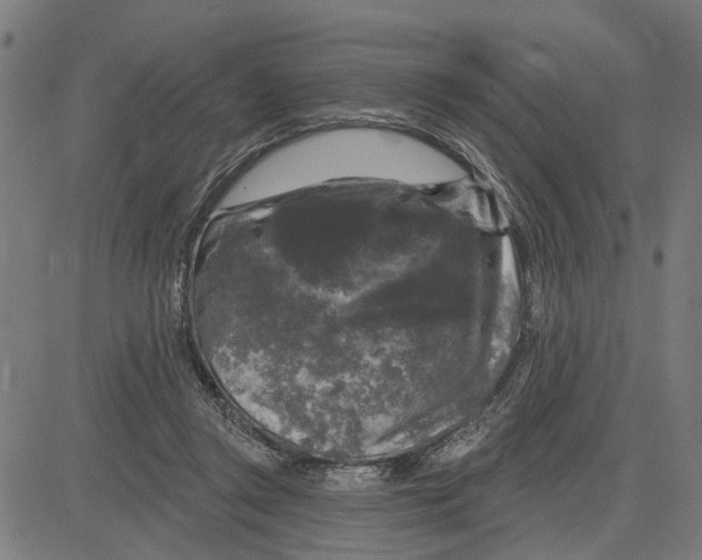 X0000083650357200703121751