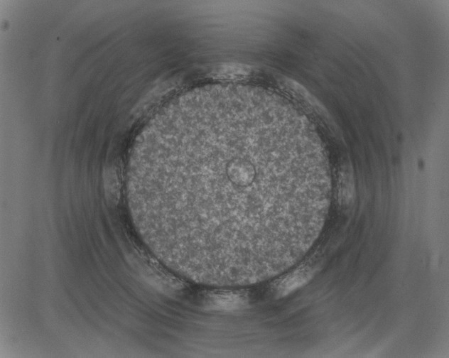 X0000083650370200703121751