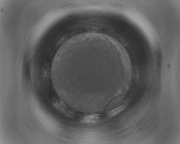 X0000083650382200703121752