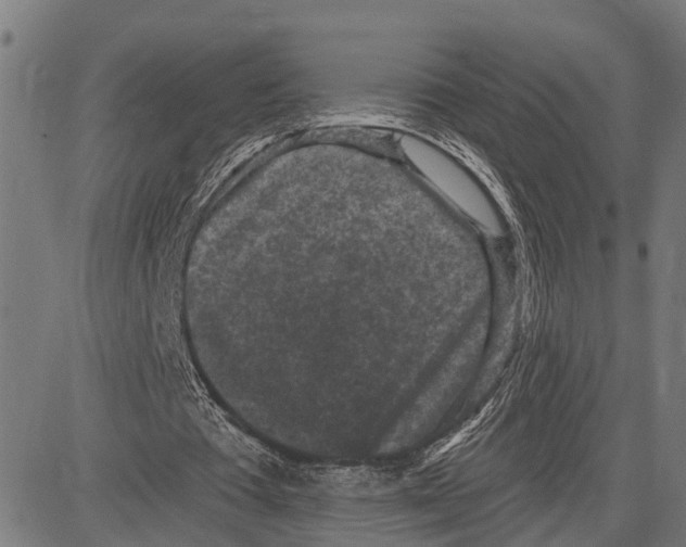 X0000083650385200703121751