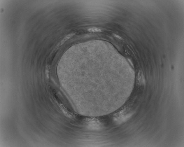 X0000083650424200703121750