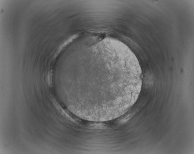 X0000083650428200703121750