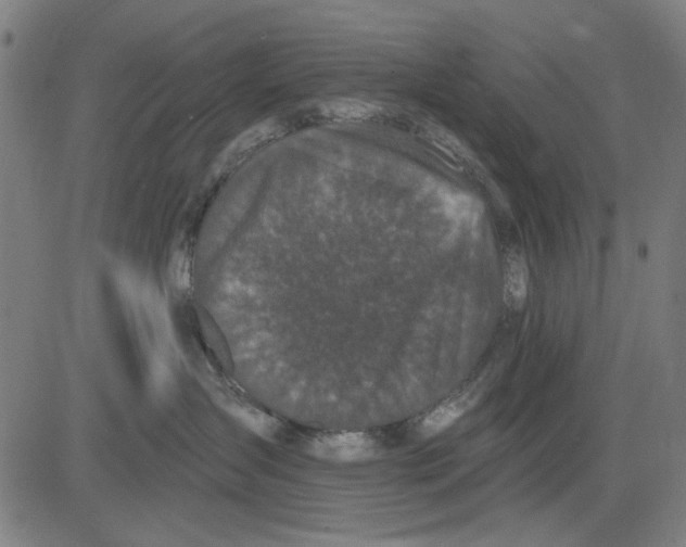 X0000083650431200703121750