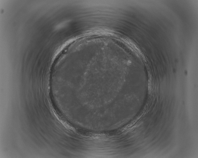 X0000083650438200703121749