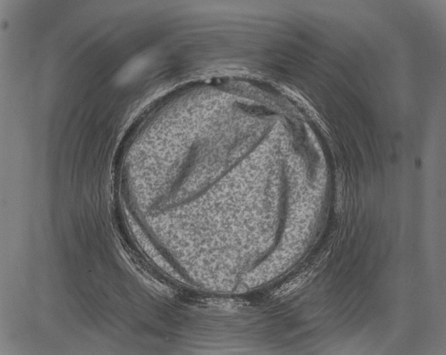 X0000083650439200703121749