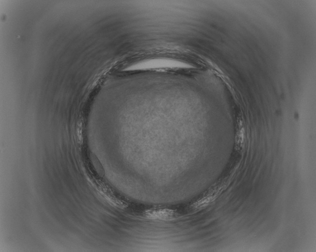 X0000083650452200703121750