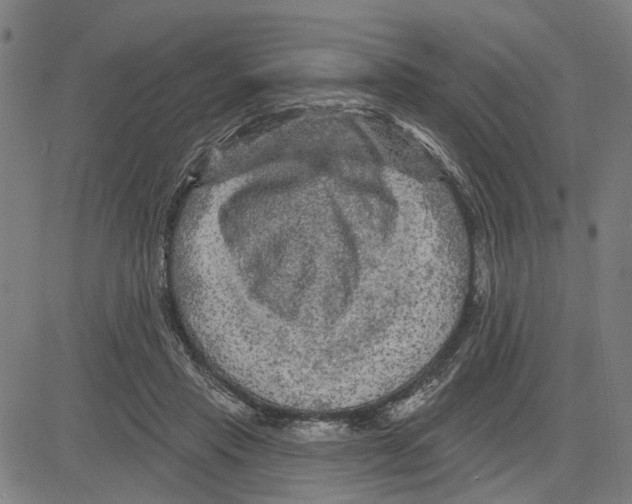 X0000083650453200703121750