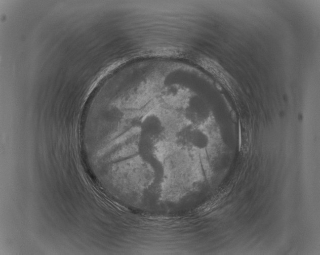 X0000083650483200703121749