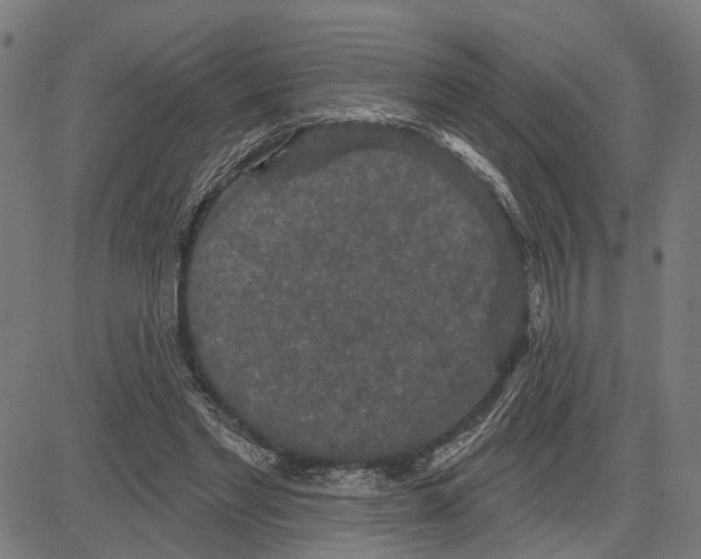 X0000083650493200703121749