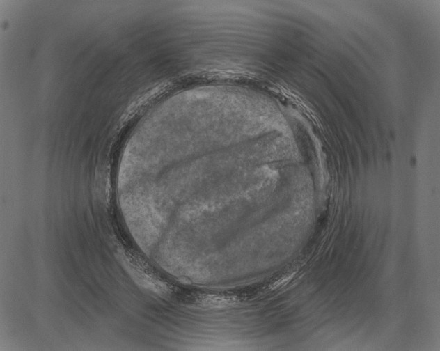 X0000083650494200703121749