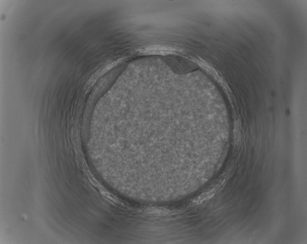 X0000083650529200703121748