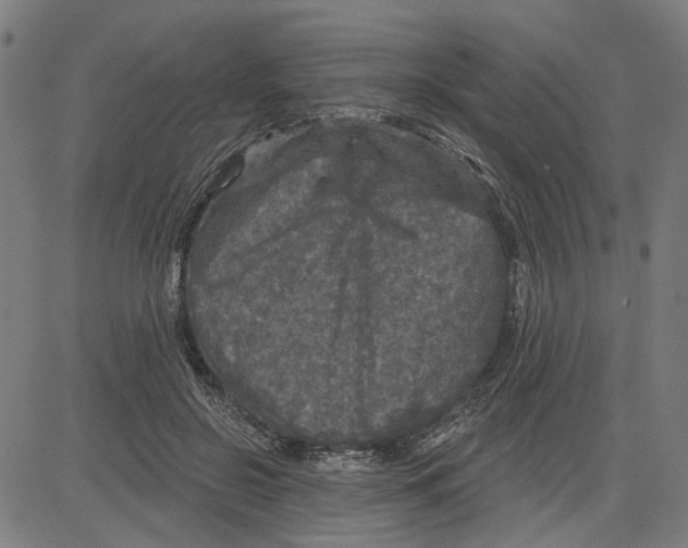 X0000083650550200703121748