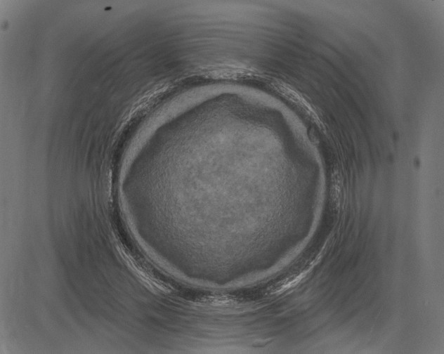 X0000083650589200703121747