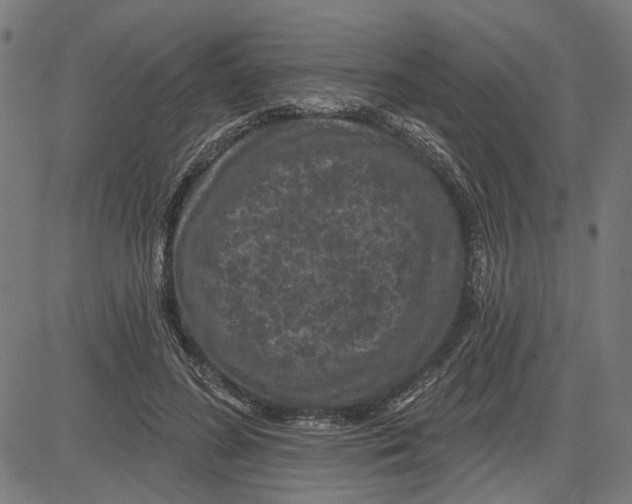 X0000083650596200703121747