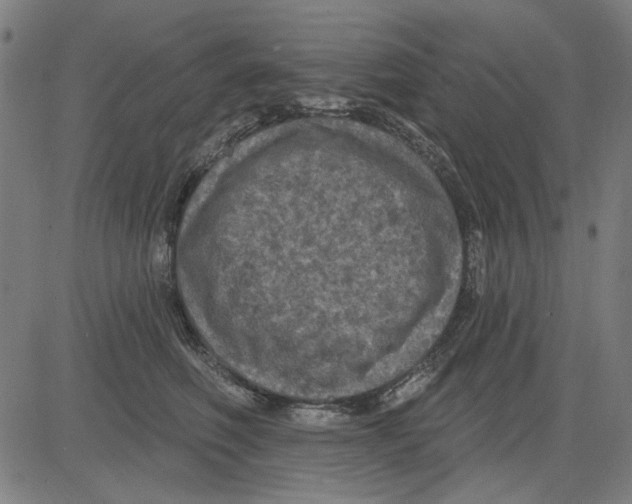 X0000083650614200703121747