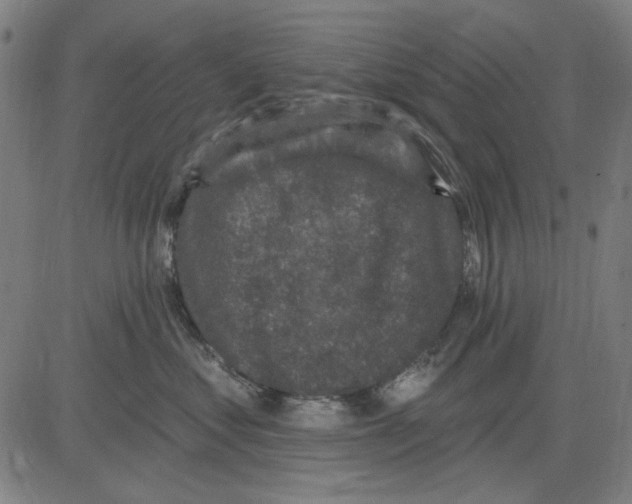 X0000083650621200703121747