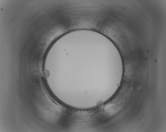 X0000083650632200703121746