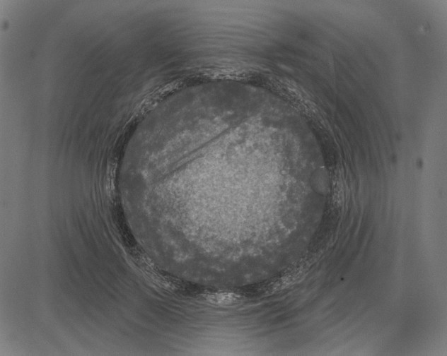 X0000083650695200703121746