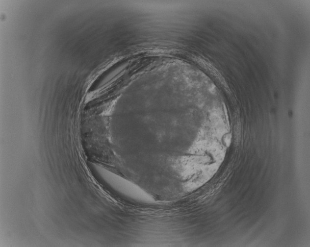 X0000083650721200703121744