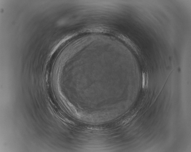 X0000083650723200703121745