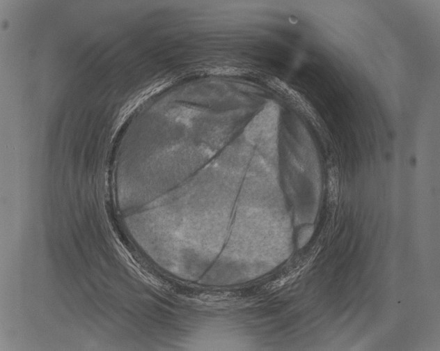 X0000083650725200703121745