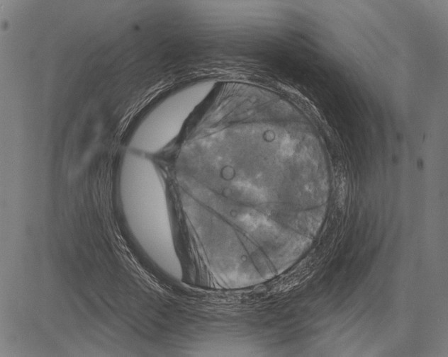 X0000083650729200703121745