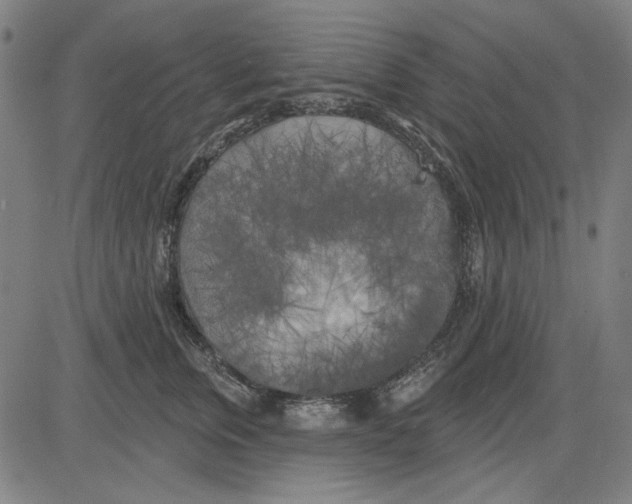 X0000083650759200703121745